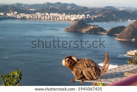 Titi monkey in brazil pao de azucar