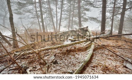 Abandoned wooden boat in a mysterious winter forest. Mossy trees in a white mist. Fresh snow, golden autumn leaves, tree logs. Concept art, economic decline, recession, philosophy, contrasts, paradox