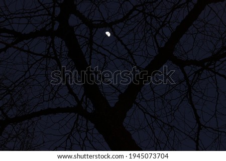 Picture of tree in the winter with a dark blue sky and a small moon.