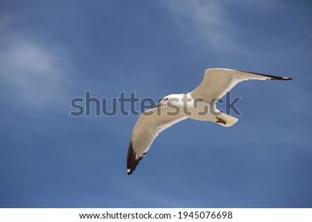 White Flying Seagull in Blue Sky. Ocean Beach.