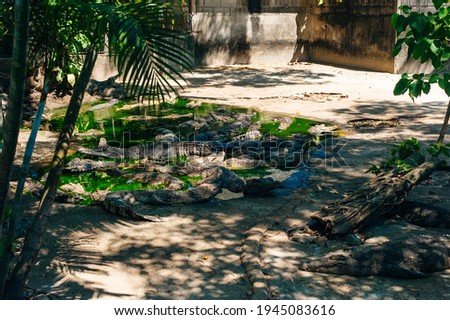 Many crocodile in the lake of the zoo ot thailand. High quality photo
