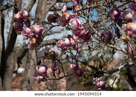 Close-up of a Cluster of Spring Magnolia Blossoms