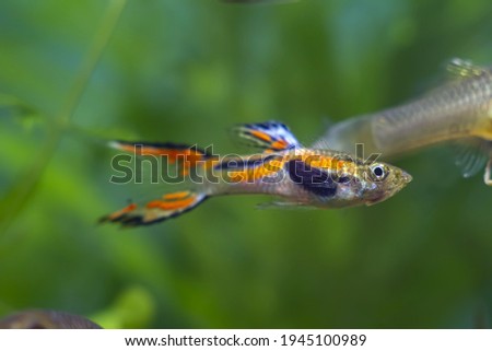 Endler's guppy neon glowing adult male, freshwater aquarium fish, vibrant spawning coloration and active behaviour, blurred background nature aquarium beauty