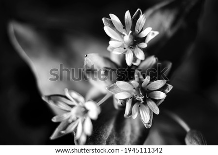 
very small white star-shaped wildflowers. isolated on background. macro photography