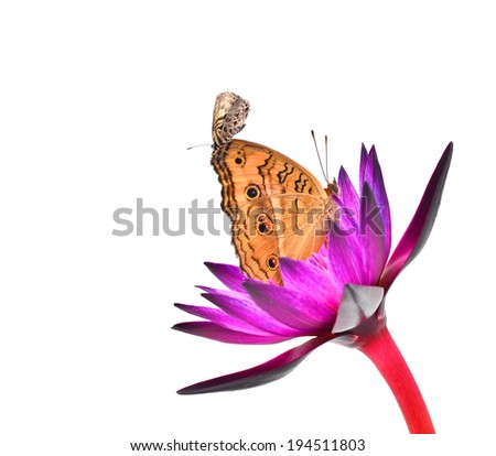Butterfly perched on a flower on white background