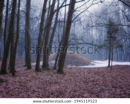 Misty forest in late autumn. Beginning of winter in the forest. First snow in the park. Atmospheric gloomy trees.