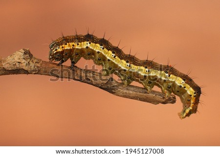  cotton bollworm hungary autumn summer Royalty-Free Stock Photo #1945127008