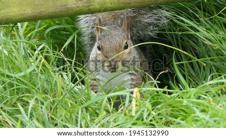 Grey squirrel searching for its food 