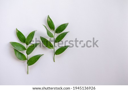 Two green plant branches with leaves on white background. Idea for herbarium, scientific study, eco trend photo. Simple and beautiful picture, nothing extra.