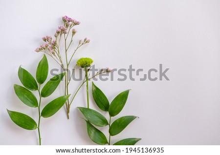 Collection of green plant branches with leaves and herbs on white background. Idea for herbarium, scientific study, eco trend photo. Simple and beautiful picture, nothing extra.