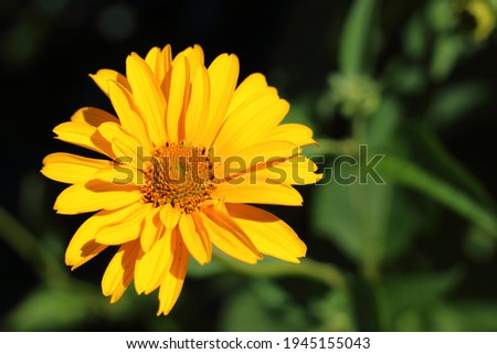 Bright yellow-orange flower in sunlight on blurred dark green natural background