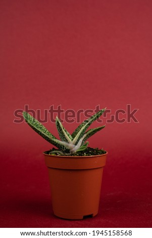 gasteria carinata in pot with red background