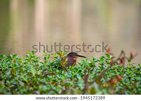 The little green heron perched atop a green bush next to Greenfield Lake in Wilmington, NC