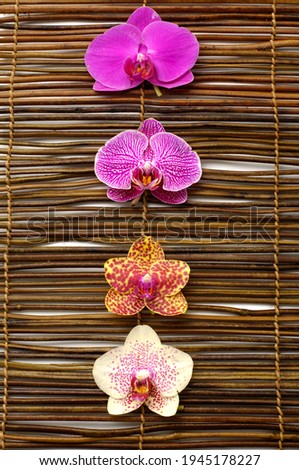 A collection of vibrant multi color lovely phalenopsis orchid flowers.on mat background

