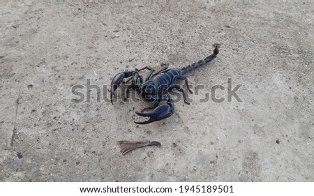 Black scorpion on concrete background.