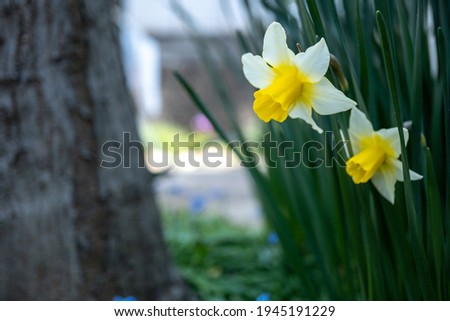 Narcissus flower, early spring image