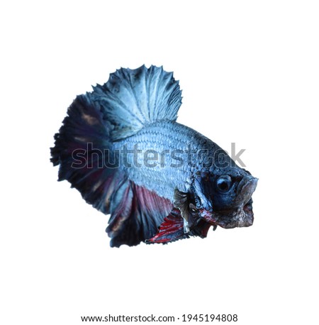 Betta fish, siamese fighting fish, betta splendens isolated on white background