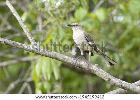 A Northern mockingbird perched on a branch