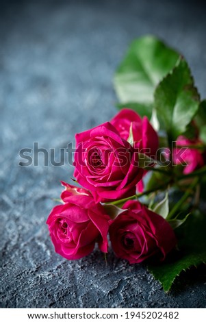 Rose flower indoor studio shot