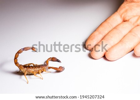 Scorpion ready to attack with the stinger on white background
