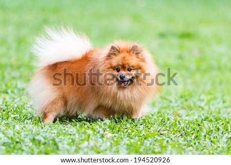 Pomeranian dog standing on green grass in the garden