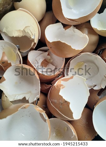 close up photo of a dried egg shell