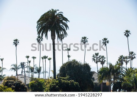 Palm tree lined view of downtown Oceanside, California, USA.