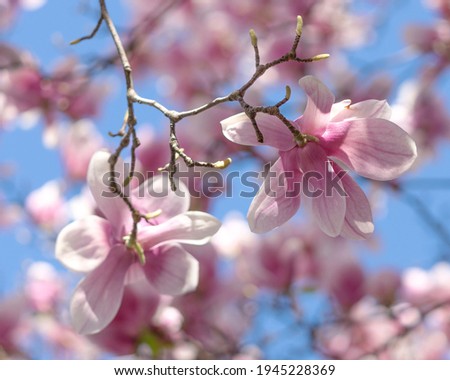 Magnolia Blossom at Rawlins Park, Washington D.C.