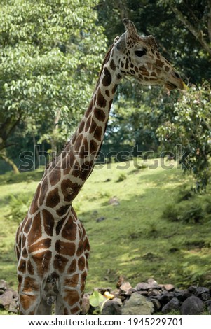 Half body of giraffe standing on grass field with tree background
