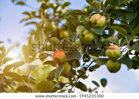 harvest: red apples on a tree in the garden. the products are ready for export. import of seasonal goods.
