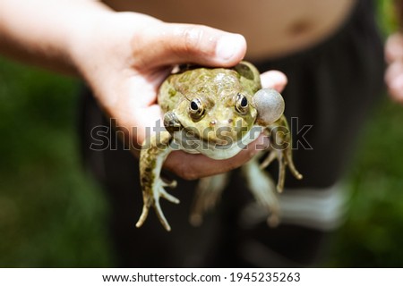 A child holds a large frog in his hands.