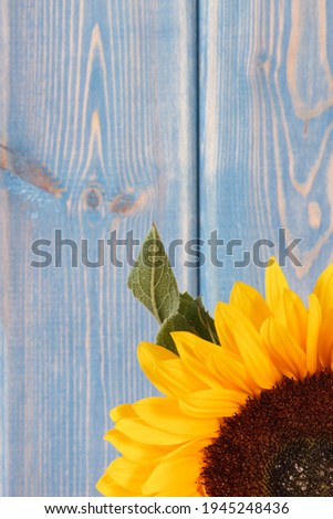 Beautiful and vibrant yellow sunflower on old blue background. Decoration and summer time concept. Place for text or inscription