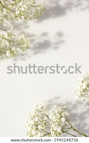 White gypsophila flowers or baby's breath flowers close up on white  background selective focus with sunlight shadows. Copy space.Poster Royalty-Free Stock Photo #1945248736