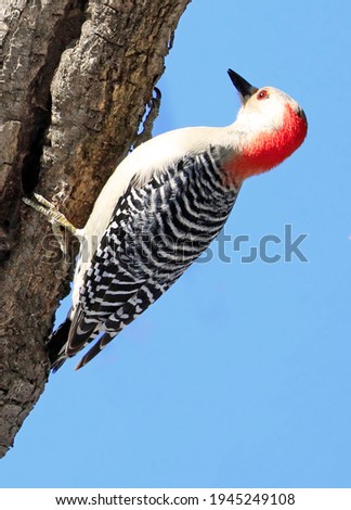 Red-bellied woodpecker sitting on a tree trunk into the forest with blue sky in the background, Quebec, Canada