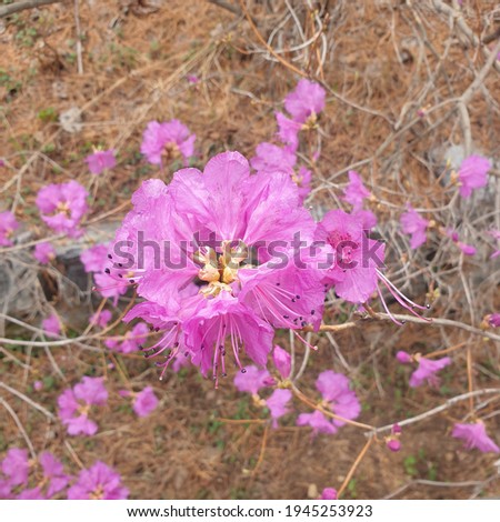 Azalea flowers, the spring flowers of Korea