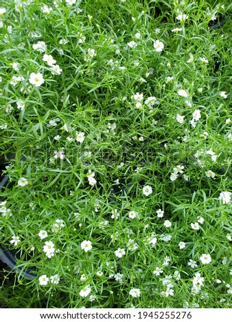 a background picture full of green grass and small flowers