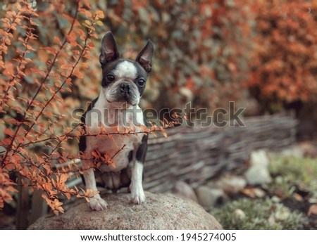 Adorable boston terrier sitting on a stone in autumn park