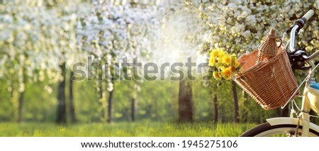 wicker basket with a bouquet of dandelions and a bottle of wine on a bicycle on the background of a park with blooming fruit trees. spring picnic at sunset