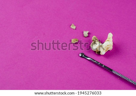 Large animal tooth, plaque and dental scraper on magenta background. Close-up of a dog's molar that has fallen out. Chipped pieces of tartar. Pet dental health. Veterinary medicine.