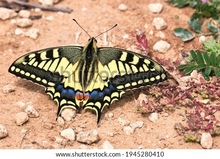 swallowtail butterfly open wings on the ground