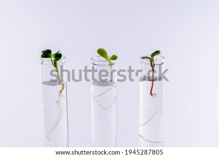 Plants in test tubes on a white background