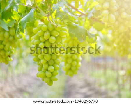 Ripe green grape in vineyard. Grapes green taste sweet growing natural. Green grape on the vine in garden Royalty-Free Stock Photo #1945296778