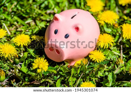 Piggy Bank on the background of blooming dandelions
