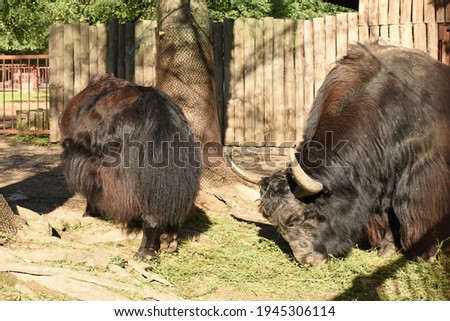 The pictures show a close-up of musk oxen.