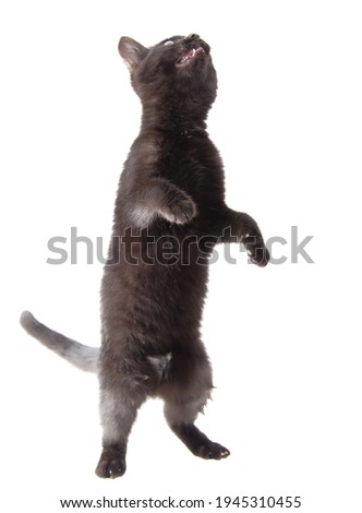 Black cat stands on two legs isolated on a white background.