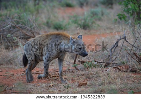 Lonely spotted hyena walking on red soil with dead bush background, Kruger National Park, South Africa
