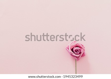 Flat lay rose on pink background