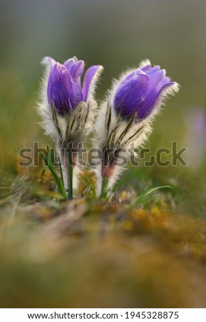 Springtime and spring flower. Beautiful purple little furry pasque-flower. (Pulsatilla grandis) Blooming on spring meadow at the sunset. Nature colorful background. Royalty-Free Stock Photo #1945328875