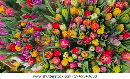 Tulips beautiful colorful tulip flowers