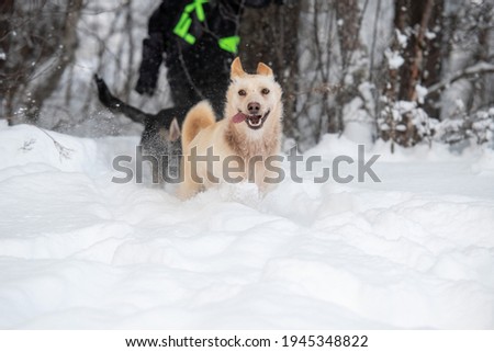 Husky Dogs playing in the snow